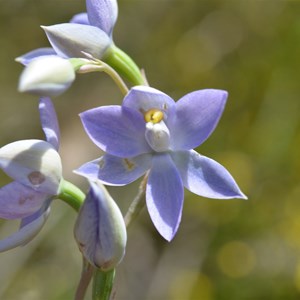 Thelymitra nuda