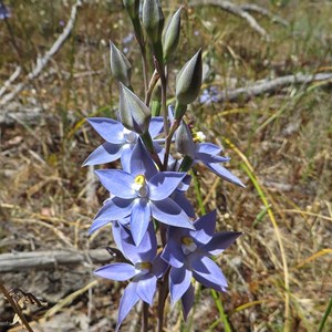 Plain Sun Orchid