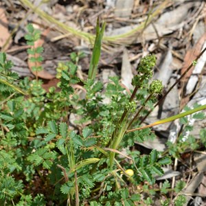 Acaena echinata