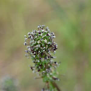 Acaena echinata