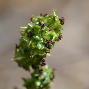 Acaena echinata