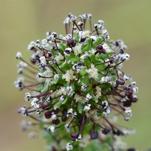 Acaena echinata