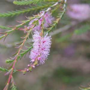 Melaleuca decussata