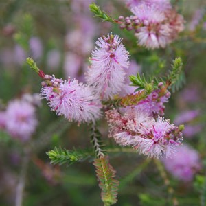 Melaleuca decussata