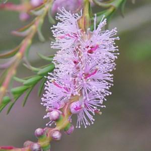 Melaleuca decussata