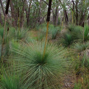 Xanthorrhoea quadrangulata