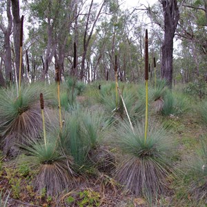 Xanthorrhoea quadrangulata