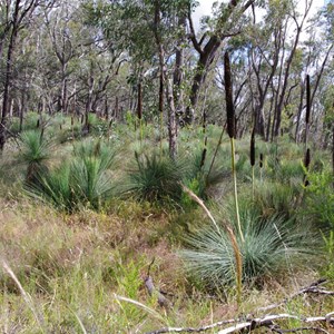 Xanthorrhoea quadrangulata