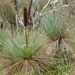 Xanthorrhoea quadrangulata