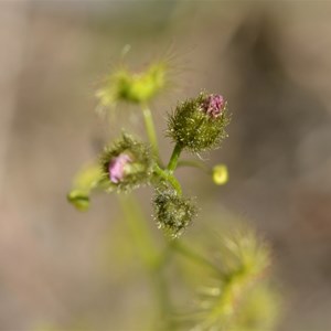 drosera whittakeri