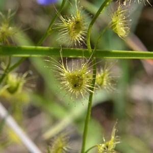 drosera whittakeri