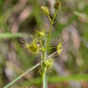 drosera whittakeri