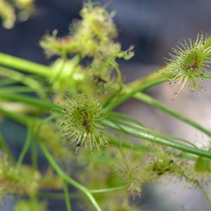 drosera whittakeri