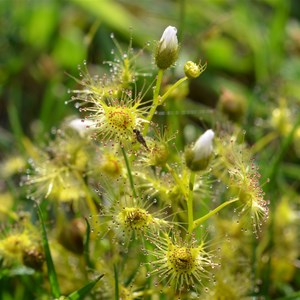 drosera whittakeri