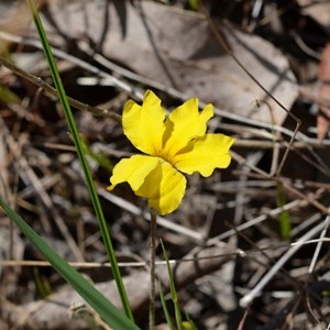  Goodenia pinnatifida 