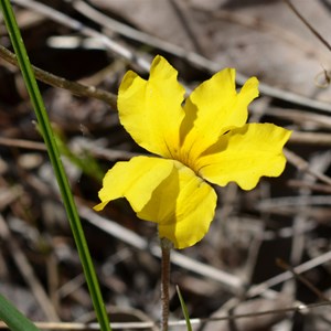  Goodenia pinnatifida 