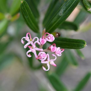 Grevillea quinquenervis