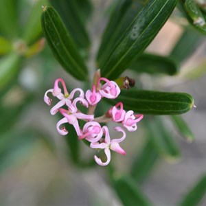 Grevillea quinquenervis