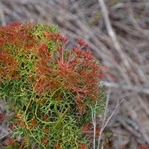 Petrophile multisecta 