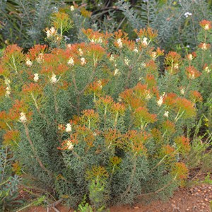 Petrophile multisecta 