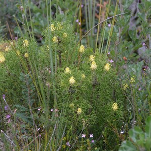 Petrophile multisecta 