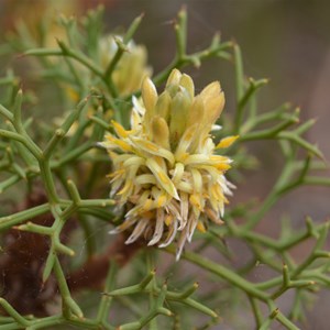 Petrophile multisecta 