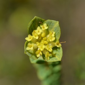 Pimelea serpyllifolia