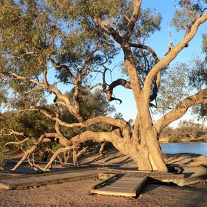Eucalyptus coolabah (Prev E. microtheca)