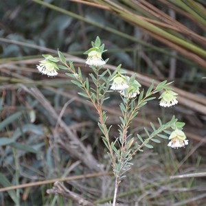 Pimelea macrostegia