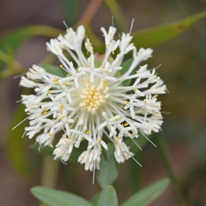 Pimelea macrostegia