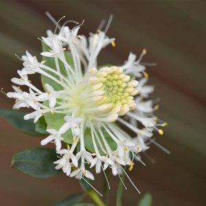 Pimelea macrostegia