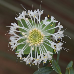 Pimelea macrostegia