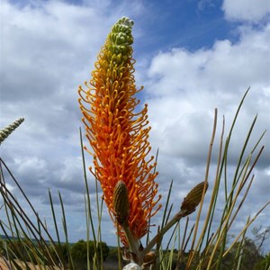 Flame Grevillea near Lake Grace, WA