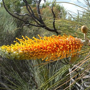 Flame Grevillea