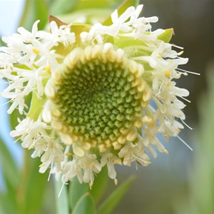 Pimelea octophylla 