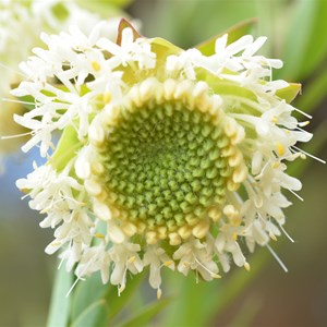 Pimelea octophylla 