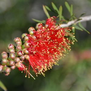 Callistemon rugulosus