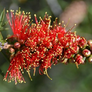 Callistemon rugulosus