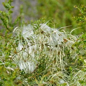 Clematis microphylla 