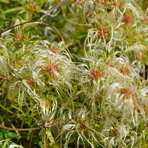 Clematis microphylla 