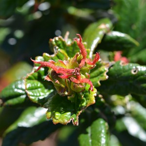 Coast Bitter Bush - Female Flower 