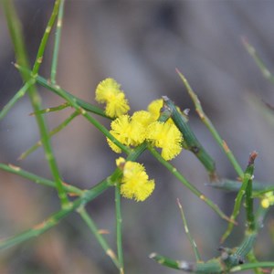 Acacia spinescens