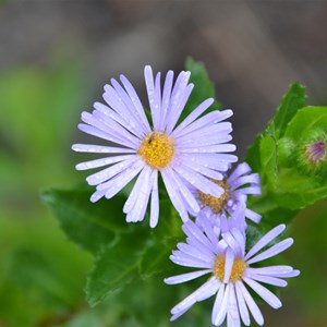 Olearia rudis 