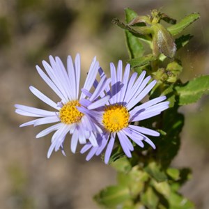 Olearia rudis 