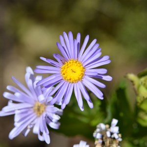 Olearia rudis 