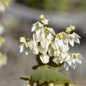 Lasiopetalum schulzenii 