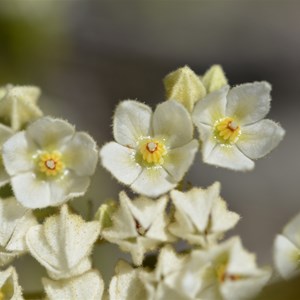 Lasiopetalum schulzenii 