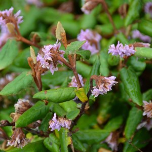 Lasiopetalum discolor 