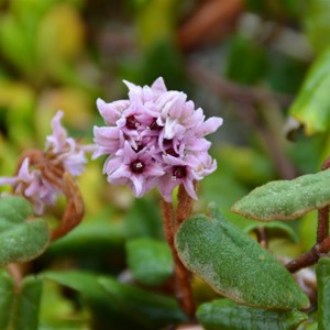 Lasiopetalum discolor 