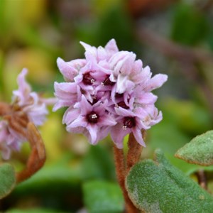 Lasiopetalum discolor 